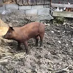 Фермерский дом Weber Nieratz *