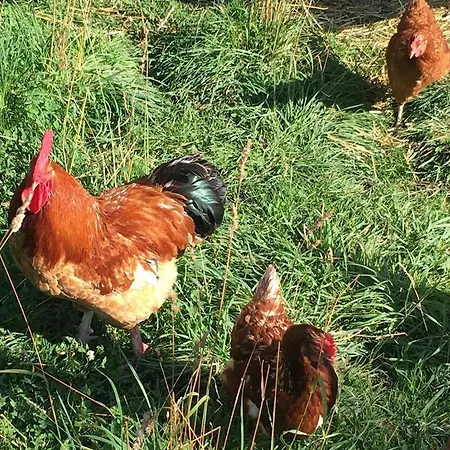 Weber Nieratz Gospodarstwo agroturystyczne Wangen im Allgäu