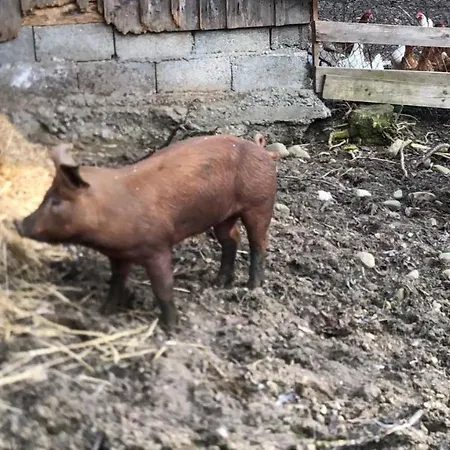 Farm stay Weber Nieratz *